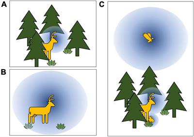 Vegetation and vantage point influence visibility across diverse ecosystems: Implications for animal ecology